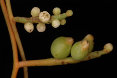 Cassytha filiformis